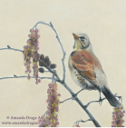 BIRDS3