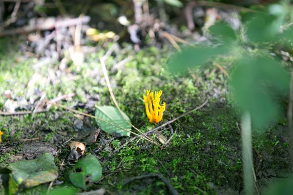 IMG 0431 Calocera viscosa Yellow Stagshorn