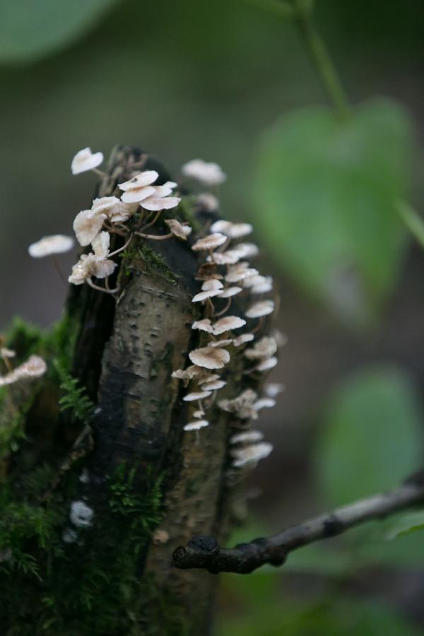 IMG 0152 Mycena galericulata Common Bonnet