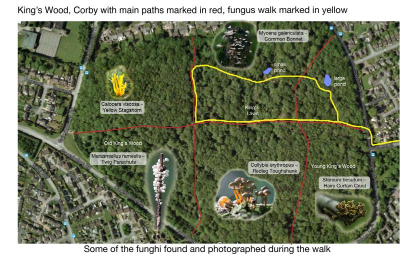 HLF Mushroom map